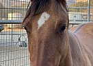 Quarter Horse - Horse for Sale in Santa Ynez, CA 93460