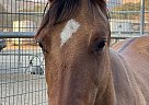 Quarter Horse - Horse for Sale in Santa Ynez, CA 93460 Quarter Horse - Horse for Sale in Santa Ynez, CA 93460
