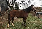 Harriet - Mare in Edmonton, KY Harriet - Mare in Edmonton, KY