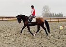 Swedish Warmblood - Horse for Sale in Burlington, WA 98233