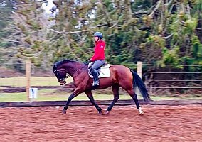 Labellaluna (Warmblood, Mare) in Burlington, WA