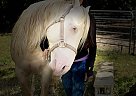 Quarter Horse - Horse for Sale in Fort Lauderdale, FL 33305