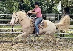 Quarter Horse (Quarter Horse, Stallion) in Fort Lauderdale, FL