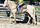Zemi - Stallion in Fort Lauderdale, FL Zemi - Stallion in Fort Lauderdale, FL