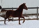 Liver Chestnut Gelding for Sale Knights Reflection Gelding for s