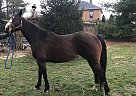 Style - Mare in Edmonton, KY Style - Mare in Edmonton, KY