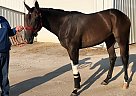 Arch Socialite - Mare in Edmonton, KY Arch Socialite - Mare in Edmonton, KY