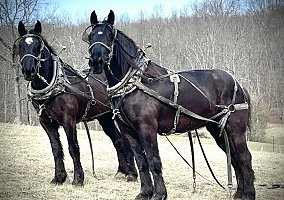 Draft (Percheron, Belgian, Clydesdale, Shire) (Draft (Percheron, Belgian, Clydesdale, Shire), Gelding) in Dunnville, KY