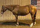 Willow - Mare in Meadville, PA Willow - Mare in Meadville, PA