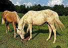 Quarter Horse - Horse for Sale in Ardmore, TN 38449