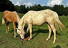 Quarter Horse - Horse for Sale in Ardmore, TN 38449