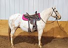 Appaloosa Gelding for Sale in Bemidji, Minnesota Appaloosa Gelding for Sale in Bemidji, Minnesota
