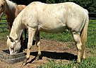 Quarter Horse - Horse for Sale in Ardmore, TN 38449