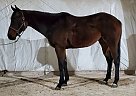 Shakin - Mare in Edmonton, KY Shakin - Mare in Edmonton, KY