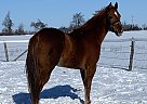Quarter Horse - Horse for Sale in Gilford, ON L0L1R0 Quarter Horse - Horse for Sale in Gilford, ON L0L1R0
