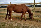 Quarter Horse - Horse for Sale in Zebulon, NC 27597