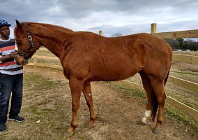 Quarter Horse (Quarter Horse, Gelding) in Zebulon, NC