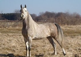 Arabian (Arabian, Stallion) in Whitewater, WI