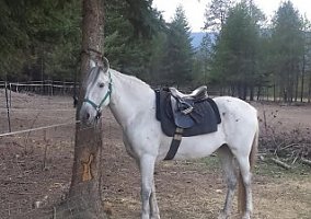Welsh Pony and Cob (Welsh Pony and Cob, Mare) in Priest River, ID