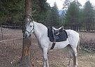 Welsh Cob - Horse for Sale in Priest River, ID 83856