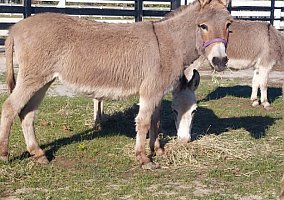 Miniature Horse (Miniature Horse, Mare) in Fort Pierce, FL
