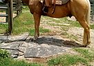 Quarter Horse - Horse for Sale in Ormond Beach, FL 32174