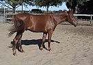 Chestnut Gelding - Yammie Yammie