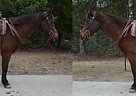 Gentle Bay Ranch Broke Trail Gel... Hank