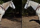 MACS DE LIGHTOR - Gelding in Troy, NC MACS DE LIGHTOR - Gelding in Troy, NC
