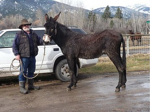 Black Mammoth Jack