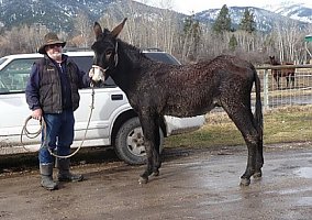 Black Mammoth Jack Donkey Stallion