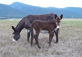 Black Mammoth Jenny Donkey Mare