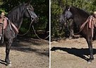 Coal - Gelding in Troy, NC Coal - Gelding in Troy, NC