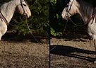Waylon - Gelding in Troy, NC Waylon - Gelding in Troy, NC