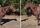 Holly - Gelding in Troy, NC Holly - Gelding in Troy, NC