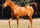 Chestnut Gelding - Gideon Gideon