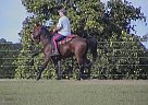 Dark Bay Gelding - AJ AJ