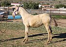 Andalusian - Horse for Sale in ACTON, CA 93510