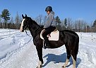 Hollywood - Mare in Barrie, ON Hollywood - Mare in Barrie, ON