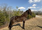 Kentucky Mountain - Horse for Sale in Whitley City, KY 42653
