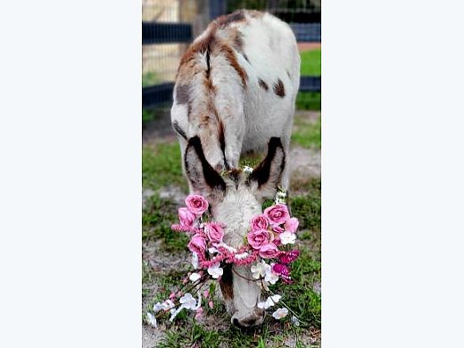 Mini Donkeys 🍒 Mini Horses