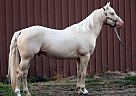 Outstanding Creamello AQHA Stall... Quarter Horse Stallion