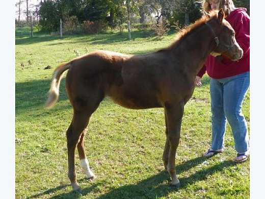 Outstanding Quarter Horse Filly!! Will Be Worth it!
