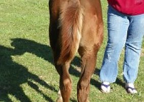 Quarter Horse (Quarter Horse, Mare) in Holton, MI