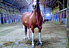 Paint Mare for Sale in Harrison, Michigan Paint Mare for Sale in Harrison, Michigan