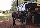 Quarter Horse Gelding for Sale in Lawrenceville, Georgia Quarter Horse Gelding for Sale in Lawrenceville, Georgia