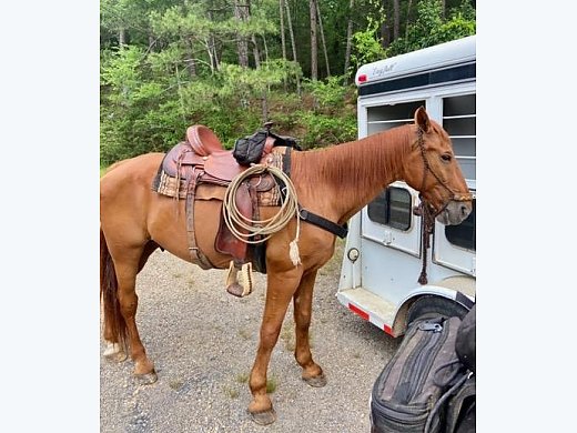 Sell my Horse