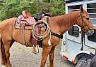 Tennessee Walking - Horse for Sale in Searcy, AR 72143