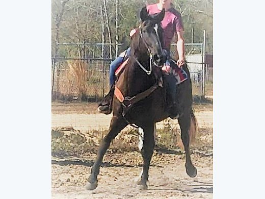 TWH Trail Mare
