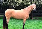 Andalusian - Horse for Sale in Santa Cruz, CA 95003